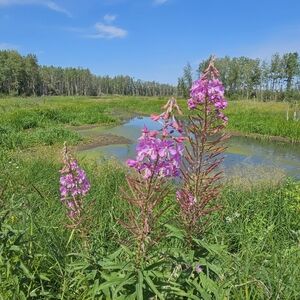 Meet your Posher, Dominique